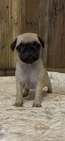 Female 1 , a female Pug for sale in Milledgeville, GA – 1 of 5