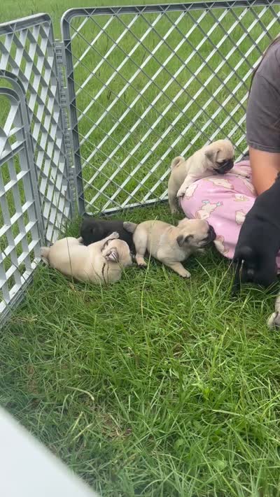 Female 2 , a female Pug for sale in Milledgeville, GA – 4 of 5