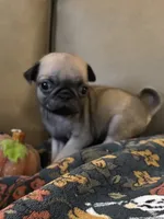 Female  1, a female Pug for sale in Milledgeville, GA – 3 of 5