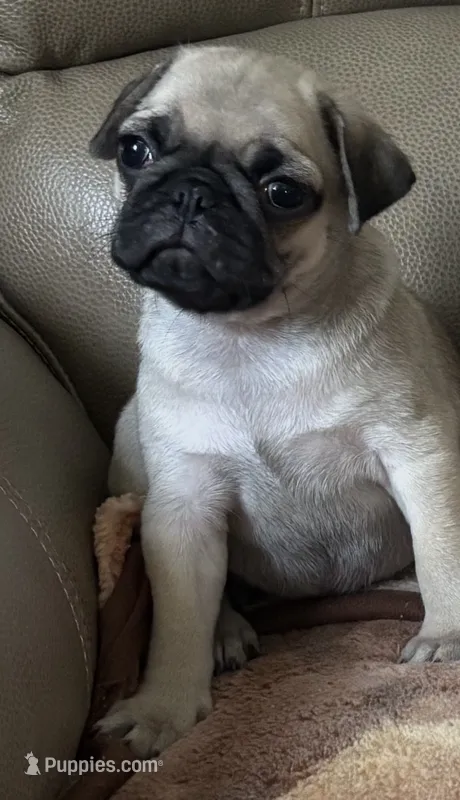 Male 2  – Pug puppy for sale in Milledgeville, GA