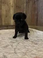 Male 1 , a male Pug for sale in Milledgeville, GA – 1 of 5