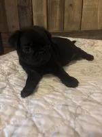 Male 1 , a male Pug for sale in Milledgeville, GA – 3 of 5