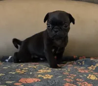 Female 2 , a female Pug for sale in Milledgeville, GA – 2 of 4