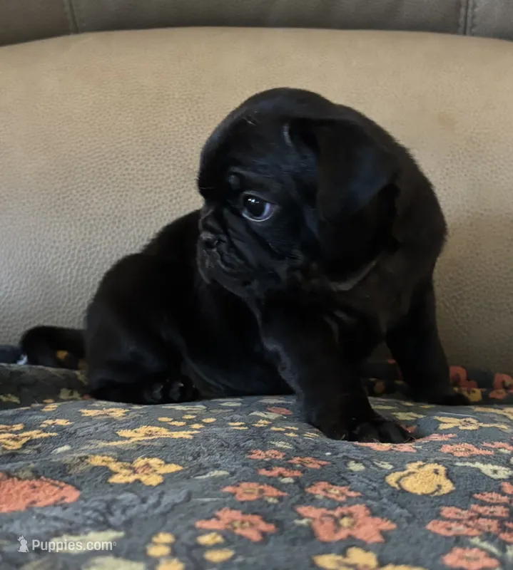 Male 4 – Pug puppy for sale in Milledgeville, GA