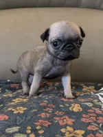 Female  1, a female Pug for sale in Milledgeville, GA – 5 of 5
