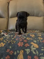 Female 2 , a female Pug for sale in Milledgeville, GA – 3 of 4