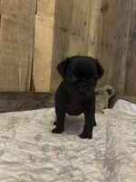 Male 1 , a male Pug for sale in Milledgeville, GA – 2 of 5
