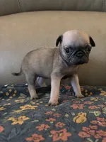 Female  1, a female Pug for sale in Milledgeville, GA – 4 of 5