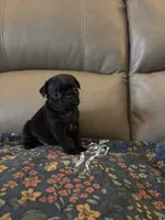 Male 2 , a male Pug for sale in Milledgeville, GA – 4 of 6