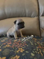 Male 5, a male Pug for sale in Milledgeville, GA – 4 of 4