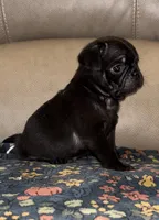 Male 3, a male Pug for sale in Milledgeville, GA – 3 of 4