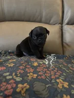 Male 2 , a male Pug for sale in Milledgeville, GA – 5 of 6