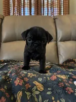 Male 4, a male Pug for sale in Milledgeville, GA – 6 of 6