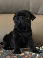 Male 1, a male Pug for sale in Milledgeville, GA – 2 of 5