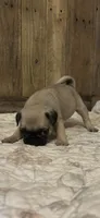 Male 2 , a male Pug for sale in Milledgeville, GA – 3 of 5