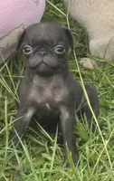 Female 4 , a female Pug for sale in Milledgeville, GA – 1 of 5