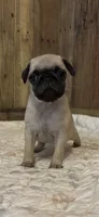 Female 1 , a female Pug for sale in Milledgeville, GA – 2 of 5