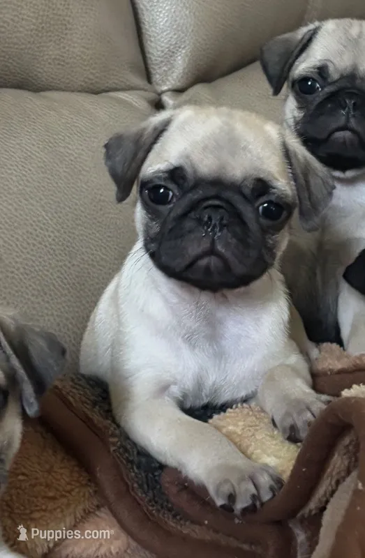 Female 1  – Pug puppy for sale in Milledgeville, GA