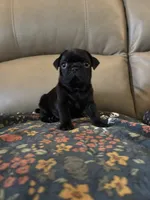 Male 1, a male Pug for sale in Milledgeville, GA – 4 of 5