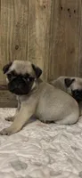 Male 2 , a male Pug for sale in Milledgeville, GA – 2 of 5
