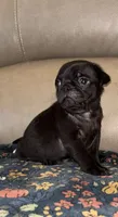 Male 3, a male Pug for sale in Milledgeville, GA – 2 of 4