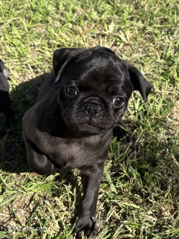 Male 3 – Pug puppy for sale in Milledgeville, GA