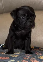 Male 4, a male Pug for sale in Milledgeville, GA – 2 of 6
