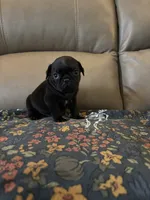 Male 2 , a male Pug for sale in Milledgeville, GA – 6 of 6
