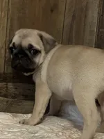 Female 3 , a female Pug for sale in Milledgeville, GA – 2 of 5