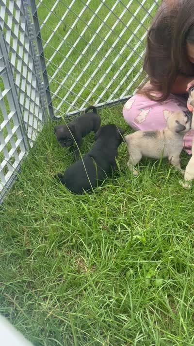 Male 2 , a male Pug for sale in Milledgeville, GA – 5 of 5