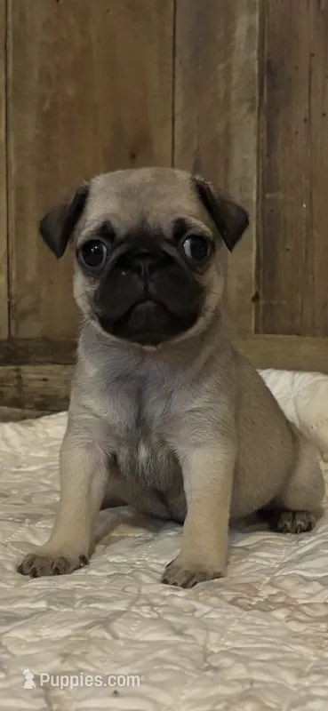 Female 2  – Pug puppy for sale in Milledgeville, GA