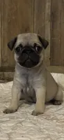 Female 2 , a female Pug for sale in Milledgeville, GA – 1 of 5
