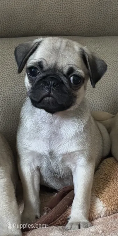 Female 2  – Pug puppy for sale in Milledgeville, GA