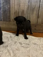 Female 4 , a female Pug for sale in Milledgeville, GA – 2 of 5