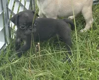 Female 4 , a female Pug for sale in Milledgeville, GA – 3 of 5