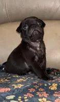 Male 3, a male Pug for sale in Milledgeville, GA – 4 of 4