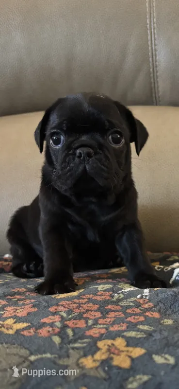 Male 1 – Pug puppy for sale in Milledgeville, GA