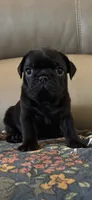 Male 1, a male Pug for sale in Milledgeville, GA – 1 of 5