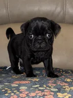 Male 4, a male Pug for sale in Milledgeville, GA – 5 of 6