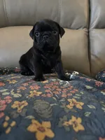 Male 1, a male Pug for sale in Milledgeville, GA – 5 of 5