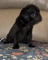 Male 4, a male Pug for sale in Milledgeville, GA – 4 of 6
