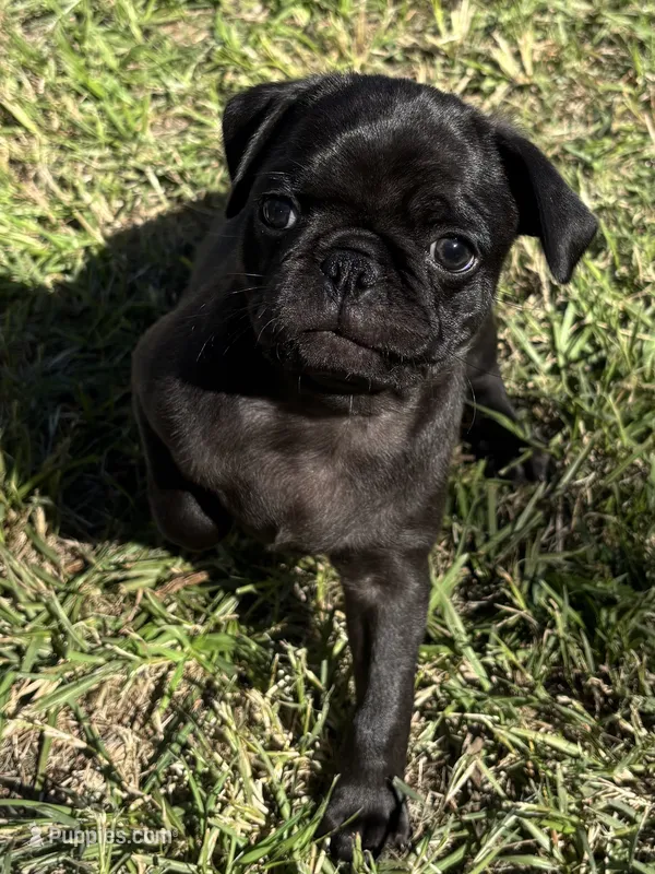 Male 3 – Pug puppy for sale in Milledgeville, GA