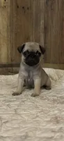 Female 2 , a female Pug for sale in Milledgeville, GA – 3 of 5