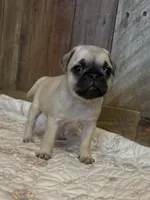 Female 3 , a female Pug for sale in Milledgeville, GA – 3 of 5