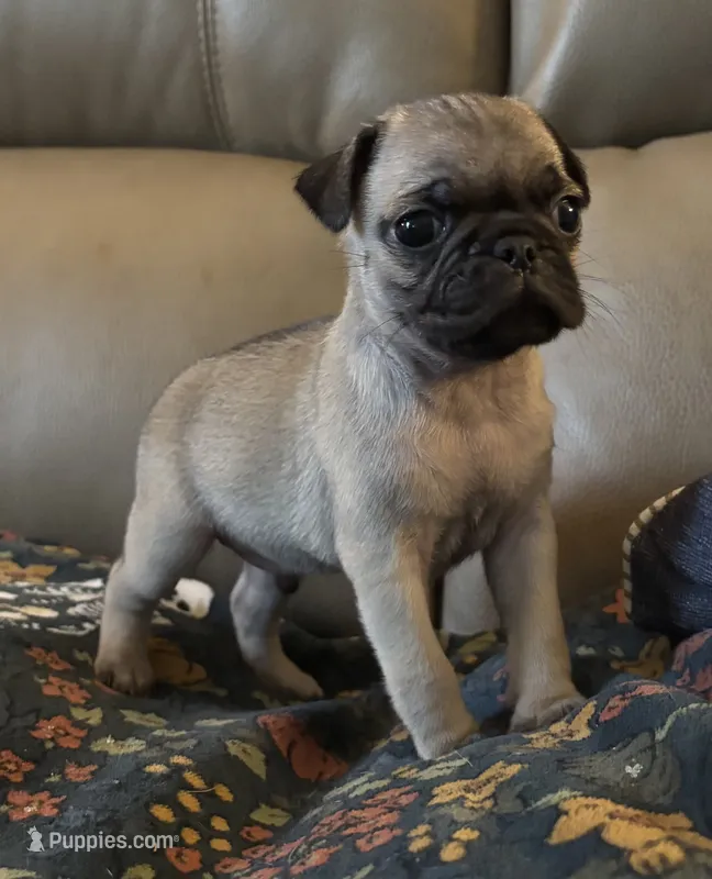 Male 5 – Pug puppy on hold in Milledgeville, GA