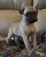 Male 5, a male Pug for sale in Milledgeville, GA – 1 of 4