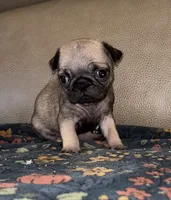 Female  1, a female Pug for sale in Milledgeville, GA – 2 of 5