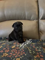 Male 2 , a male Pug for sale in Milledgeville, GA – 2 of 6