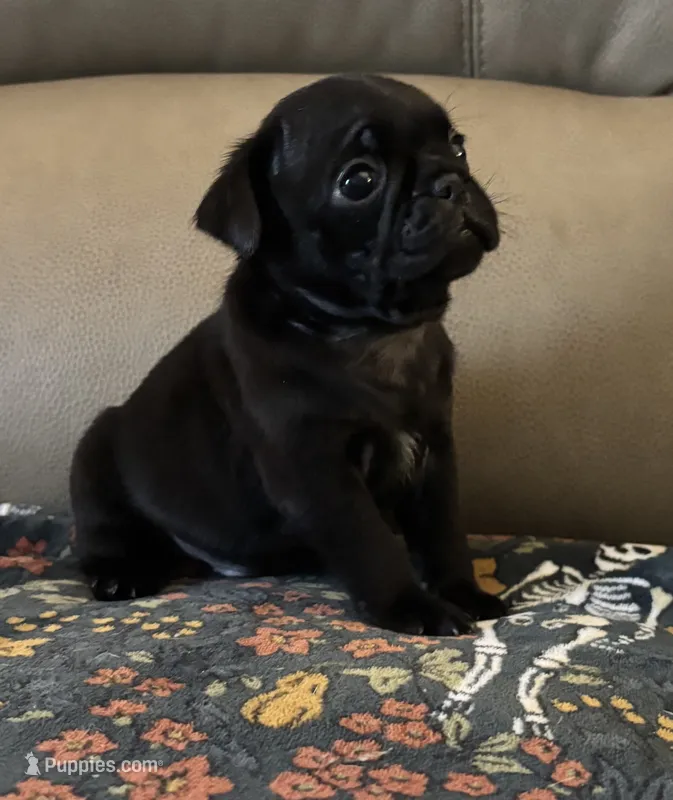 Male 2  – Pug puppy for sale in Milledgeville, GA