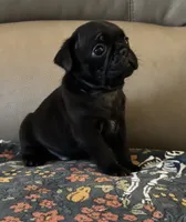 Male 2 , a male Pug for sale in Milledgeville, GA – 1 of 6
